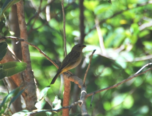 Saffron Finch