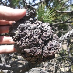 Cronartium conigenum