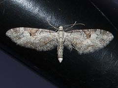 Eupithecia nevadata