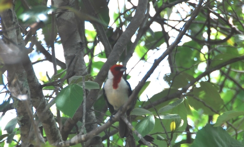 Red-cowled Cardinal