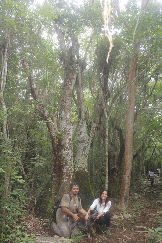 Elephant's-foot (Beaucarnea recurvata)