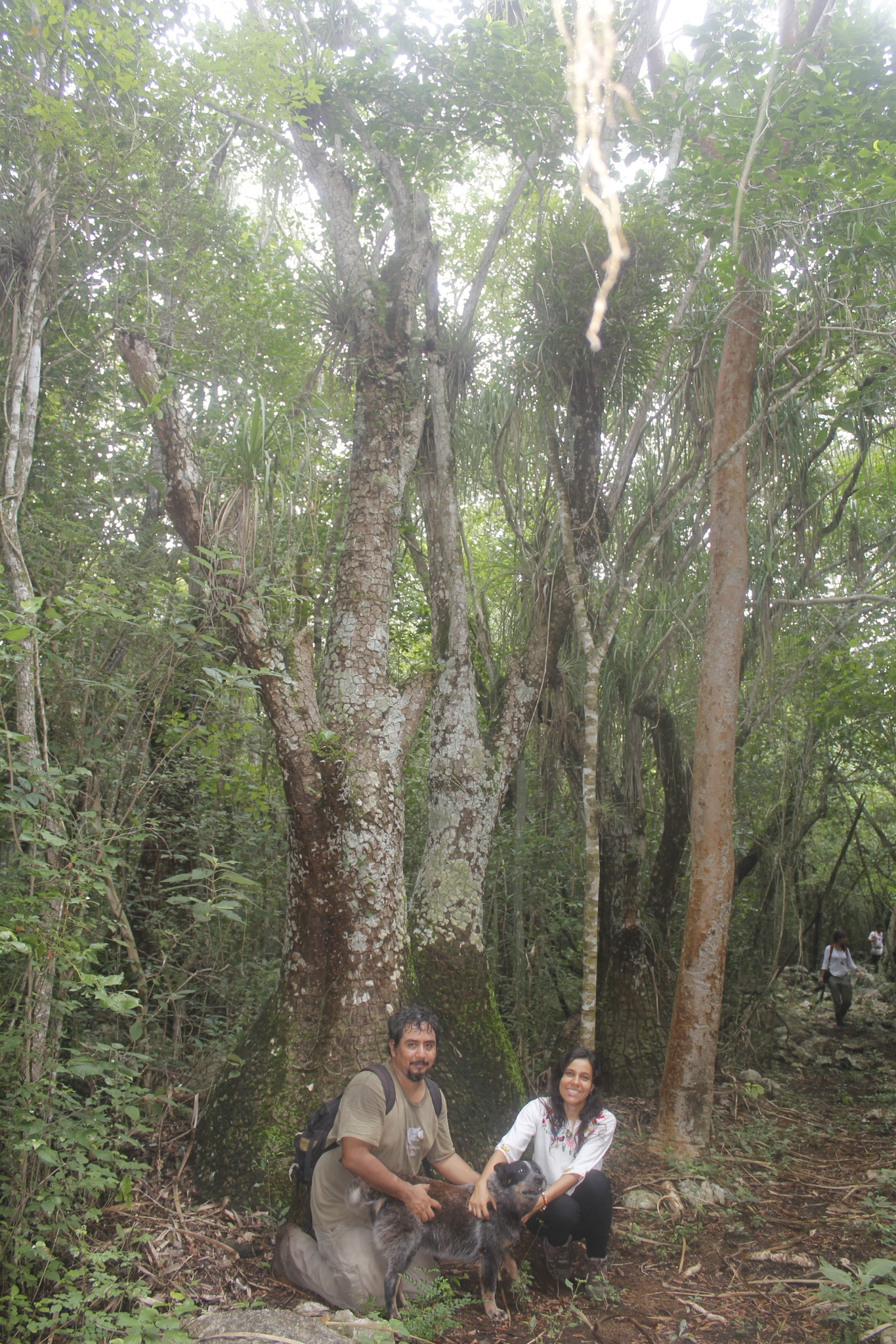 Elephant's-Foot (Beaucarnea recurvata)