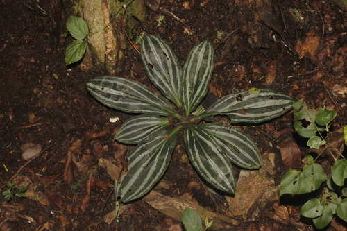 Sarcoglottis sceptrodes, photograph 6