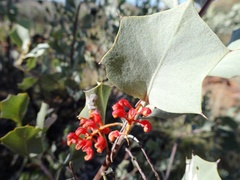 Grevillea wickhamii