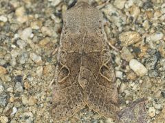 Orthosia behrensiana