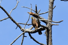 Spilornis holospilus