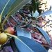 Ficus desertorum - Photo (c) caliologist,  זכויות יוצרים חלקיות (CC BY-NC-SA), הועלה על ידי caliologist