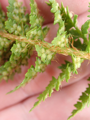 Polystichum cystostegium
