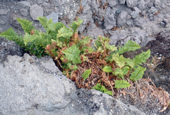 Polystichum cystostegium