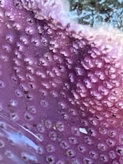 Stylantheca papillosa