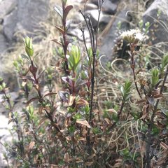 Oxylobus arbutifolius