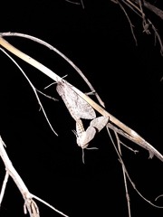 Coenotes eremophilae