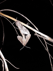 Coenotes eremophilae