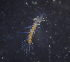 Amblyosyllis nigrolineata