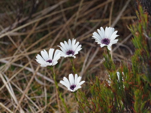 Damnamenia vernicosa, 2026-01-09