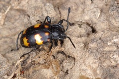 Amphistethus pustulifer