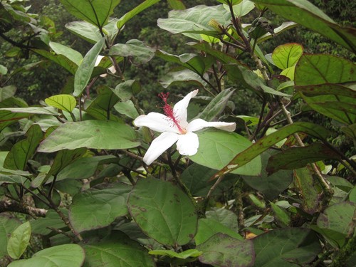 Hibiscus arnottianus ssp. punaluuensis