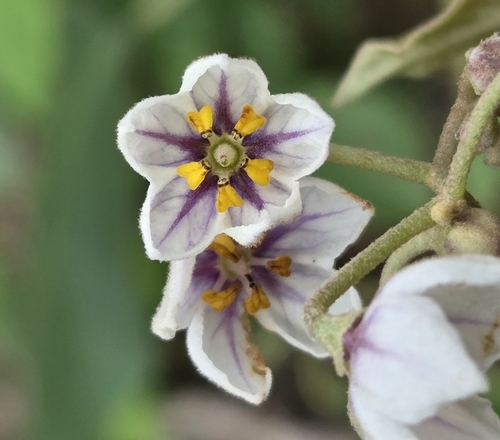 Solanum sandwicense observed 2026-01-07
