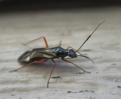 Orectoderus obliquus