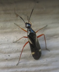 Orectoderus obliquus