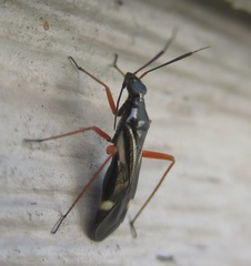 Orectoderus obliquus