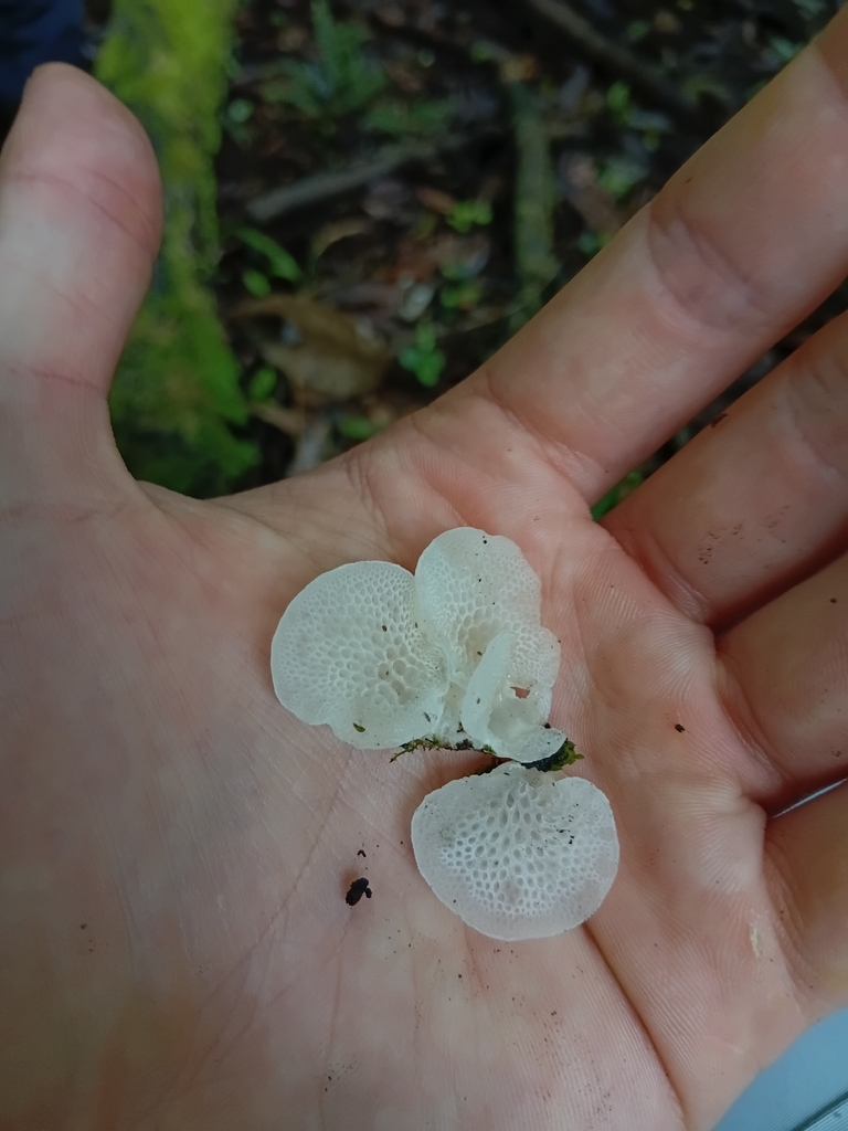 Favolaschia pustulosa · January 2026 · photo: © esthercocker_ (iNaturalist, cc0)
