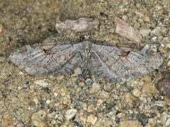 Eupithecia nevadata