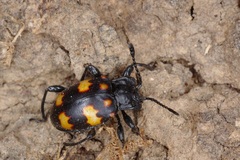 Amphistethus pustulifer