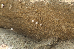 Echinolittorina modesta