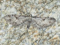 Eupithecia nevadata