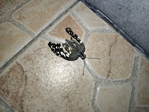 Lime Swallowtail