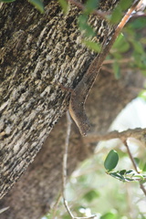 Anolis jubar oriens