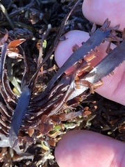 Prionitis lanceolata