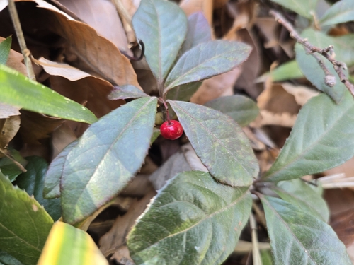 Marlberry (Ardisia japonica)