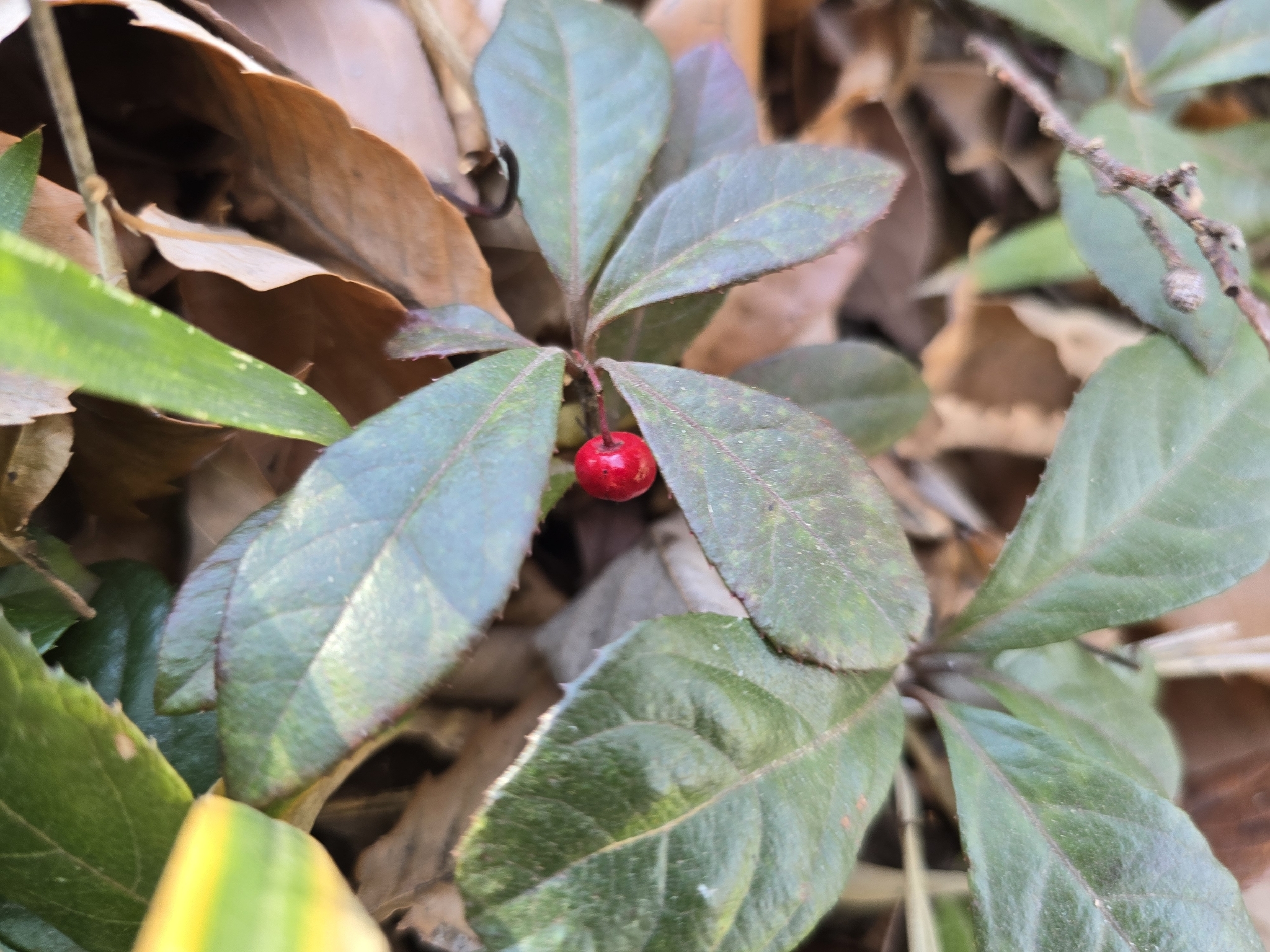 Marlberry (Ardisia japonica)