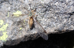 Leptotarsus vulpinus