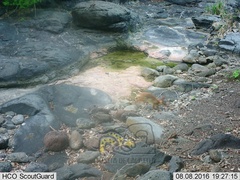 Sylvilagus cunicularius insolitus