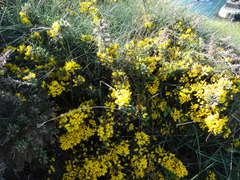 Ulex europaeus