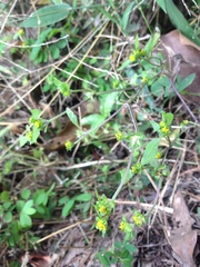 Melampodium tepicense