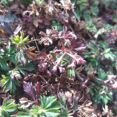 Alchemilla procumbens