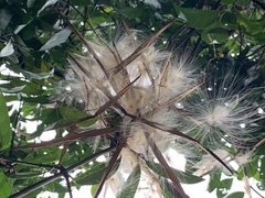 Urceola rosea