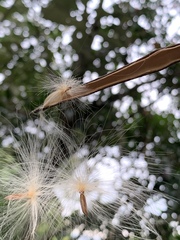 Urceola rosea