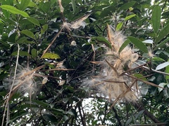Urceola rosea