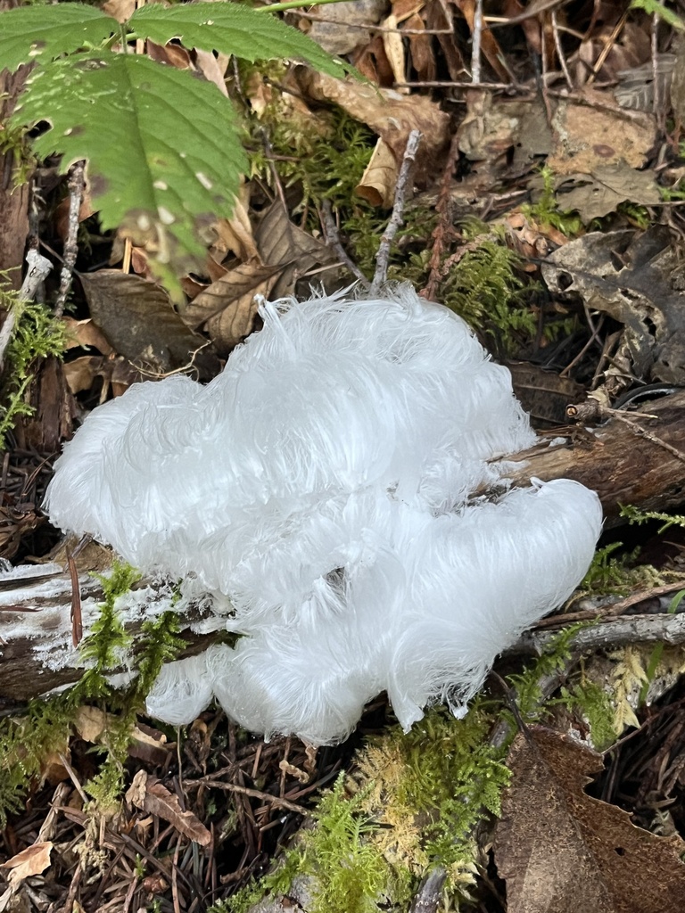 Exidiopsis effusa · January 2026 · photo: © thyg (iNaturalist, cc0)