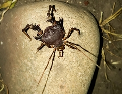 Pachylus chilensis