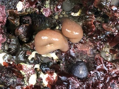 Cystodytes lobatus