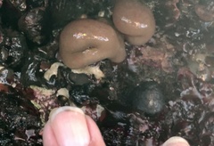 Cystodytes lobatus