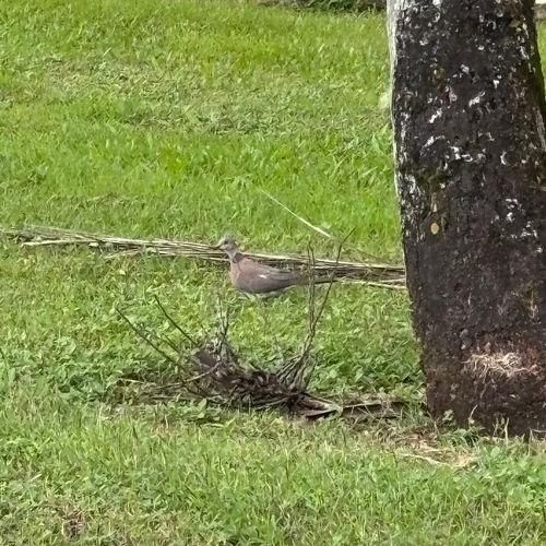 Sunda Collared Dove (Streptopelia bitorquata)
