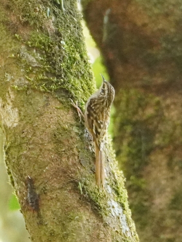Hume's Treecreeper (Certhia manipurensis)