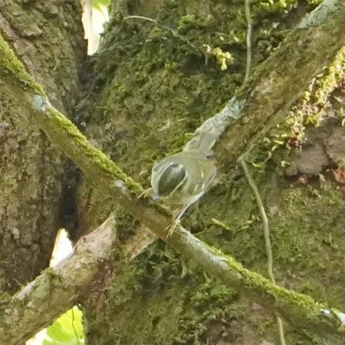 Claudia's Leaf Warbler (Phylloscopus claudiae), photo 8